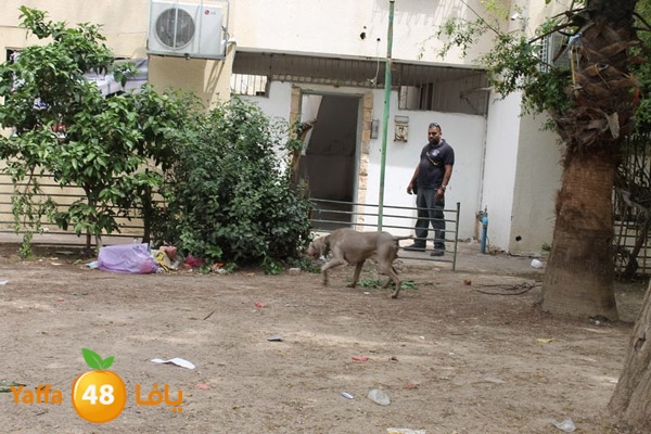 ludpolicedogs411 (9).jpg